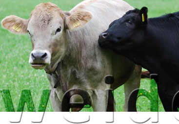 Weidebeef